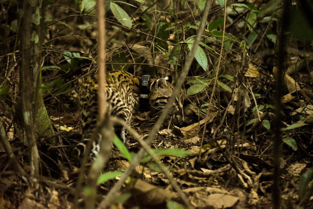 Ocelote liberado Ruta Noticias