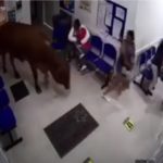 Vaca en urgencias del Hospital de San Luis Ruta Noticias