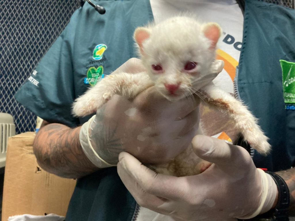 felino silvestre albino en antioquia Ruta Noticias