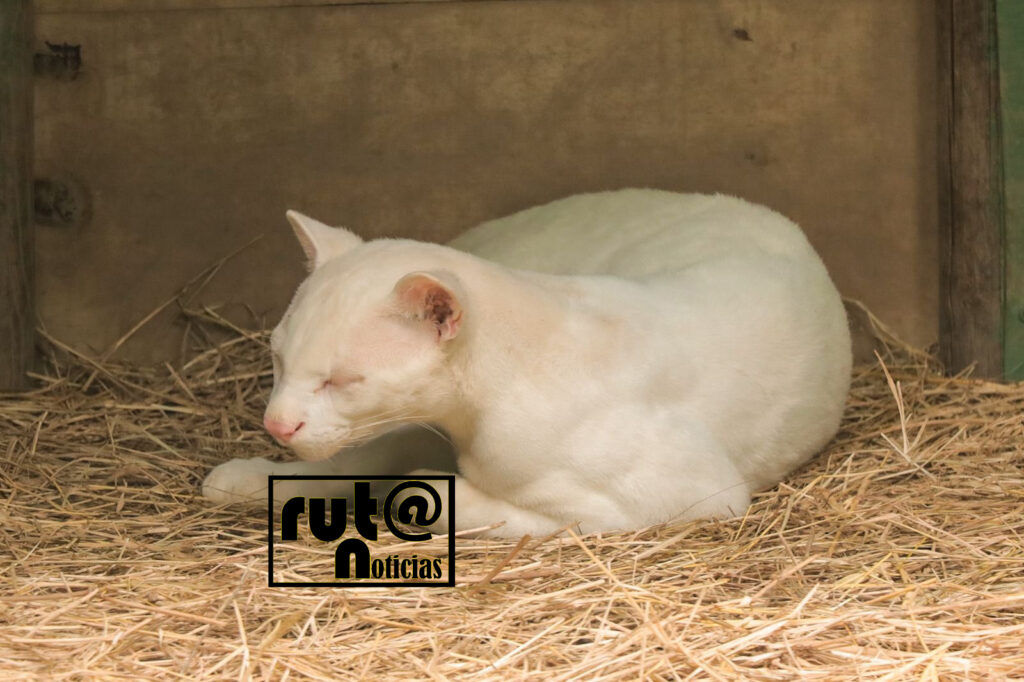 Felina albina de Antioquia Ruta Noticias