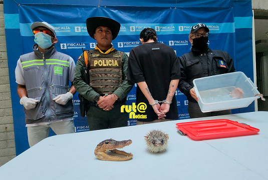 Boa constrictor en Sabaneta Pez globo babilla Ruta Noticias