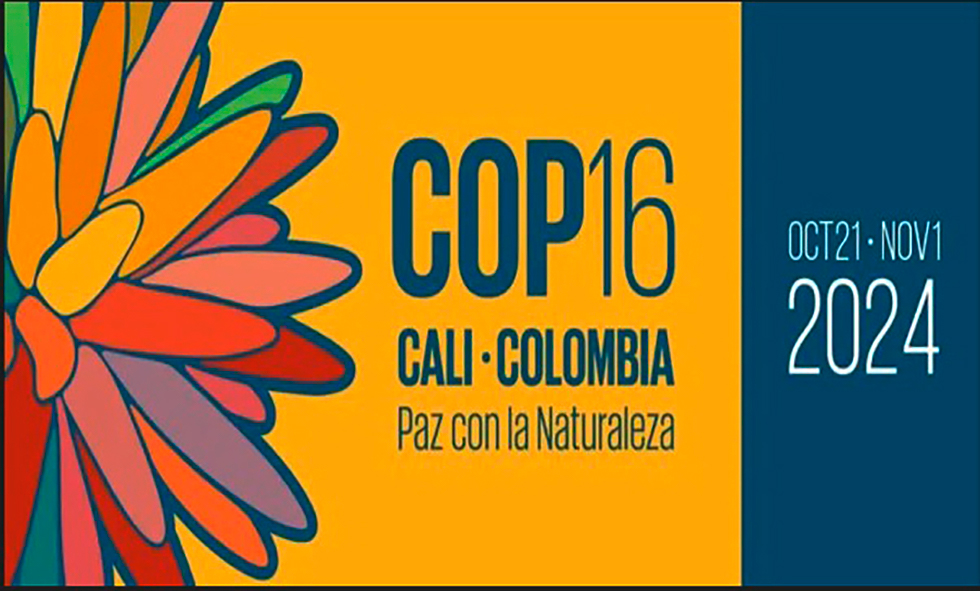 La COP 16 en Cali Ruta Noticias