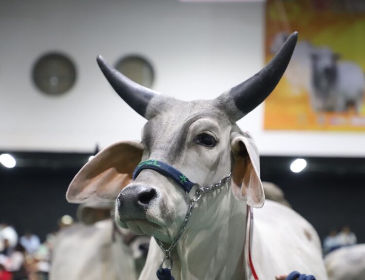 Feria Nacional Cebú Ruta Noticias