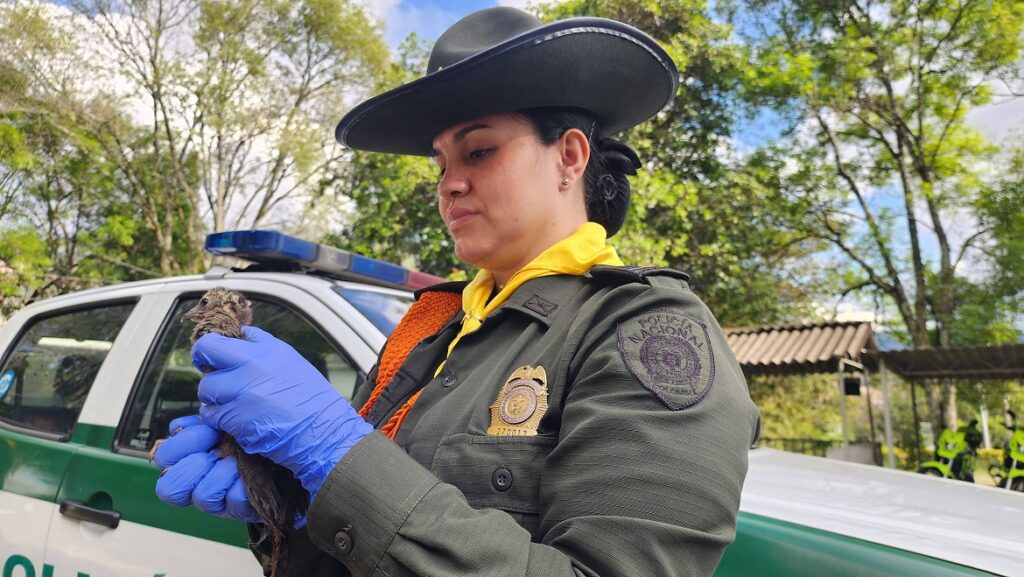 fauna silvestre en el Valle de Aburrá Ruta Noticias