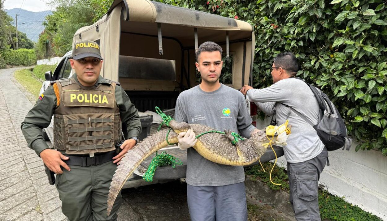 especies en vías de extinción en Colombia Ruta noticias