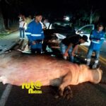 hipopótamo de Pablo Escobar Ruta Noticias