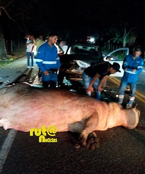hipopótamo de Pablo Escobar Ruta Noticias