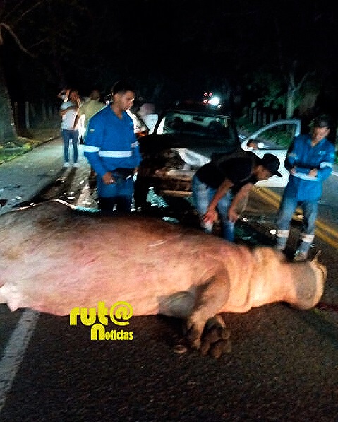hipopótamo de Pablo Escobar Ruta Noticias
