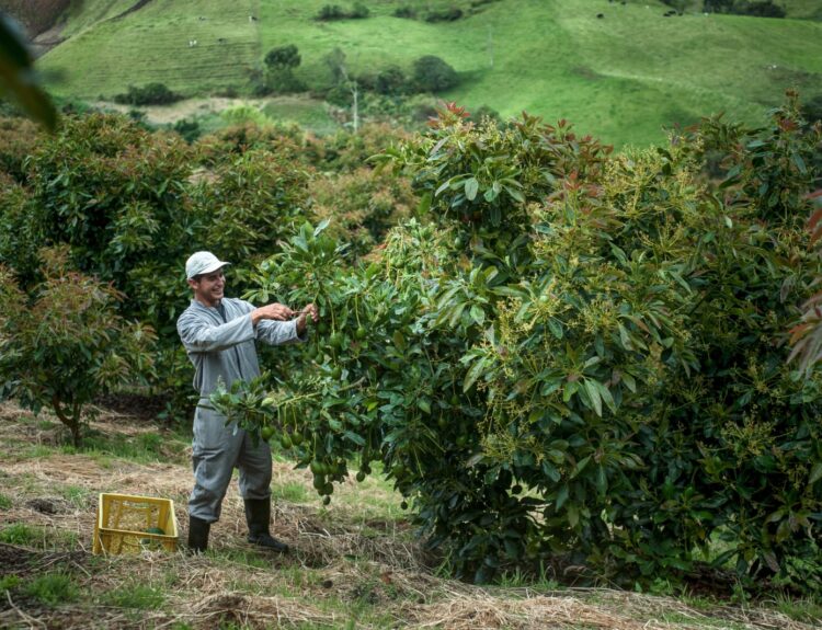 Línea de crédito para el desarrollo sostenible Aguacate Interactuar Ruta Noticias