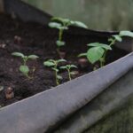 Huerta Casera Ruta Noticias