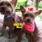 Día Internacional del perro Mascotas Ruta Noticias