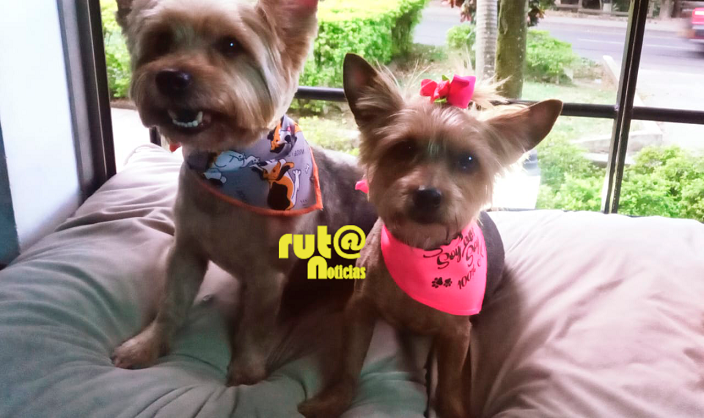 Día Internacional del perro Mascotas Ruta Noticias