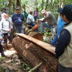 madera legal del bosque Ruta noticias