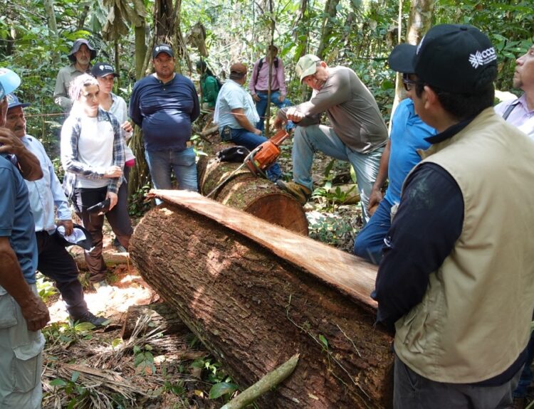 madera legal del bosque Ruta noticias