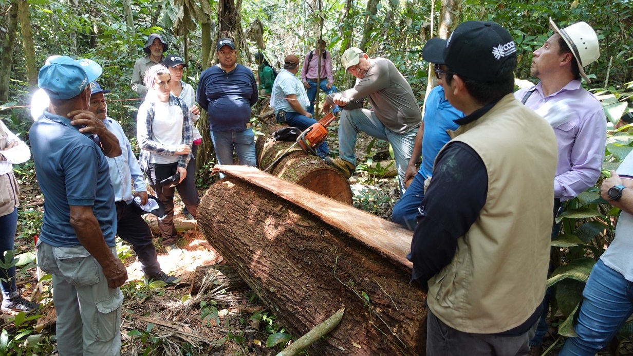 madera legal del bosque Ruta noticias