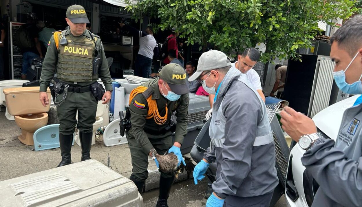 Operativo de control al maltrato animal y tráfico ilegal de fauna Ruta Noticias