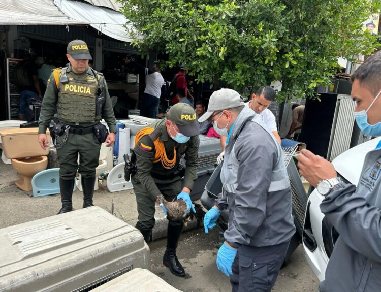 Operativo de control al maltrato animal y tráfico ilegal de fauna Ruta Noticias