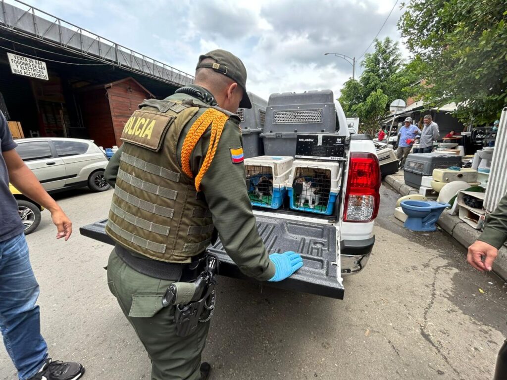 Operativo de control al maltrato animal y tráfico ilegal de fauna Ruta Noticias