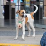 Expopet Medellín 2025 Ruta Noticias