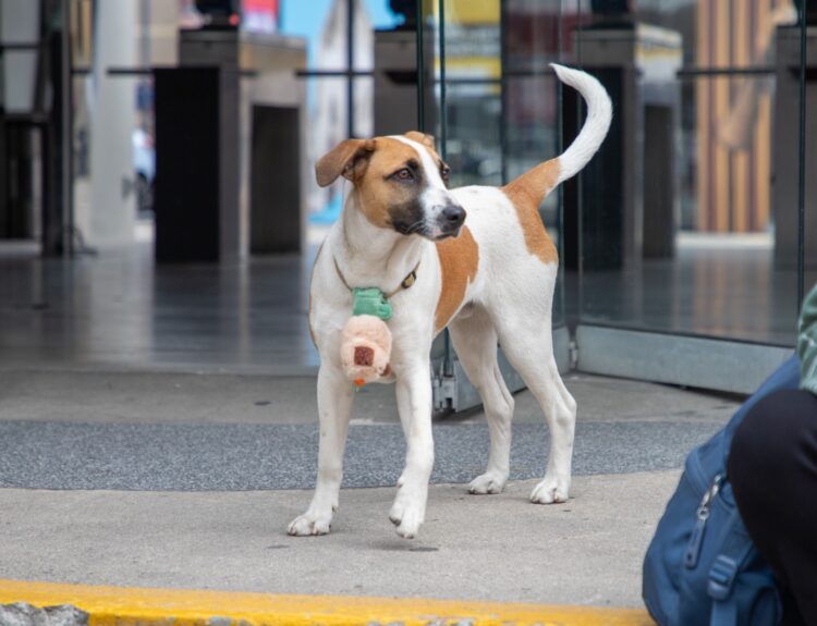 Expopet Medellín 2025 Ruta Noticias