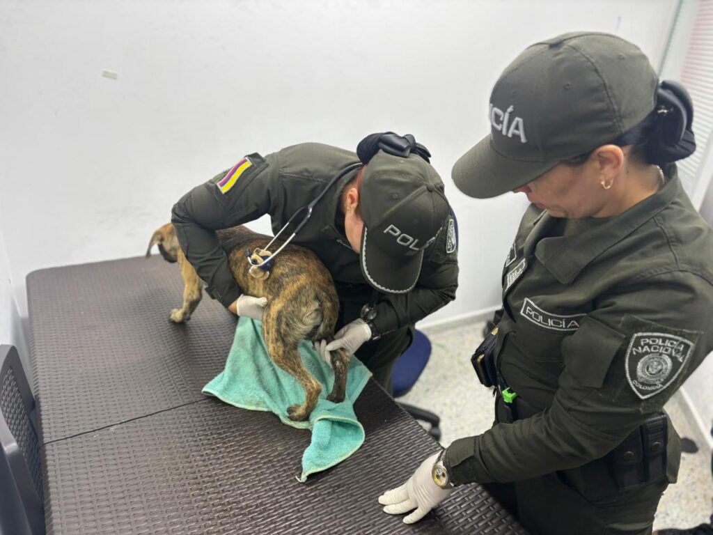 Fabio Alonso Oviedo, agresor de un perro Ruta Noticias