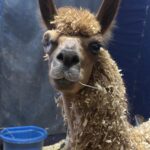 Historia de la Llama Ámbar Ruta Noticias