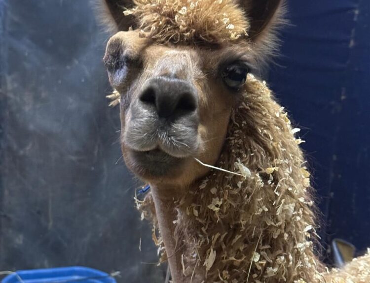 Historia de la Llama Ámbar Ruta Noticias