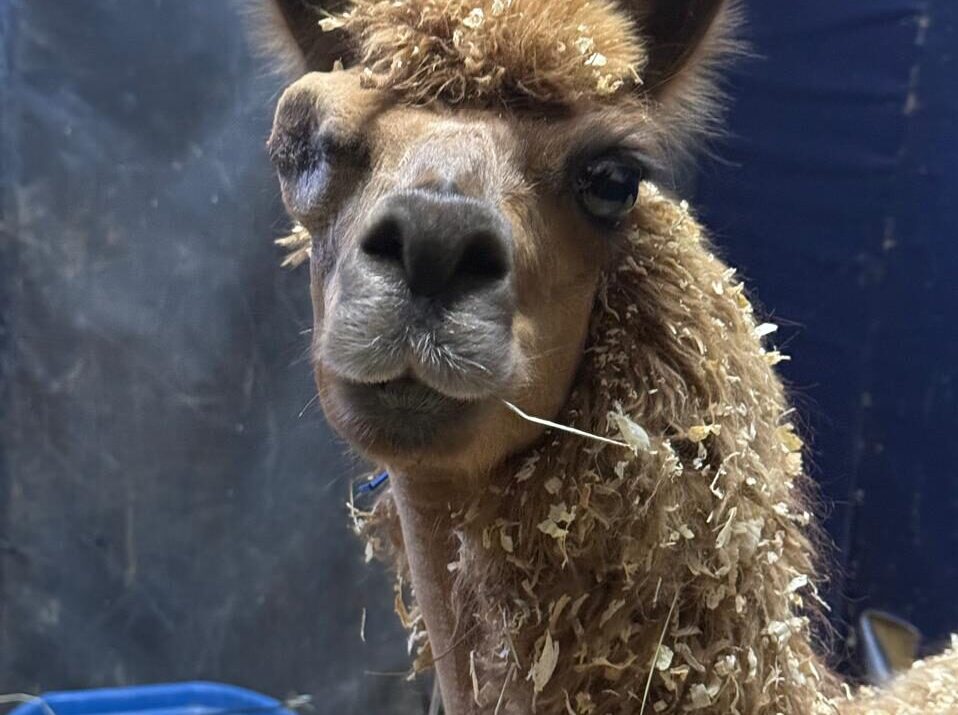 Historia de la Llama Ámbar Ruta Noticias