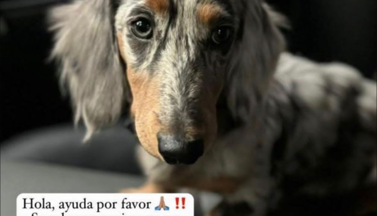 Se robaron a Toño en Llanogrande Ruta Noticias