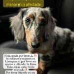 Se robaron a Toño en Llanogrande Ruta Noticias