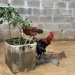 Inundaciones en Córdoba Ruta Noticias