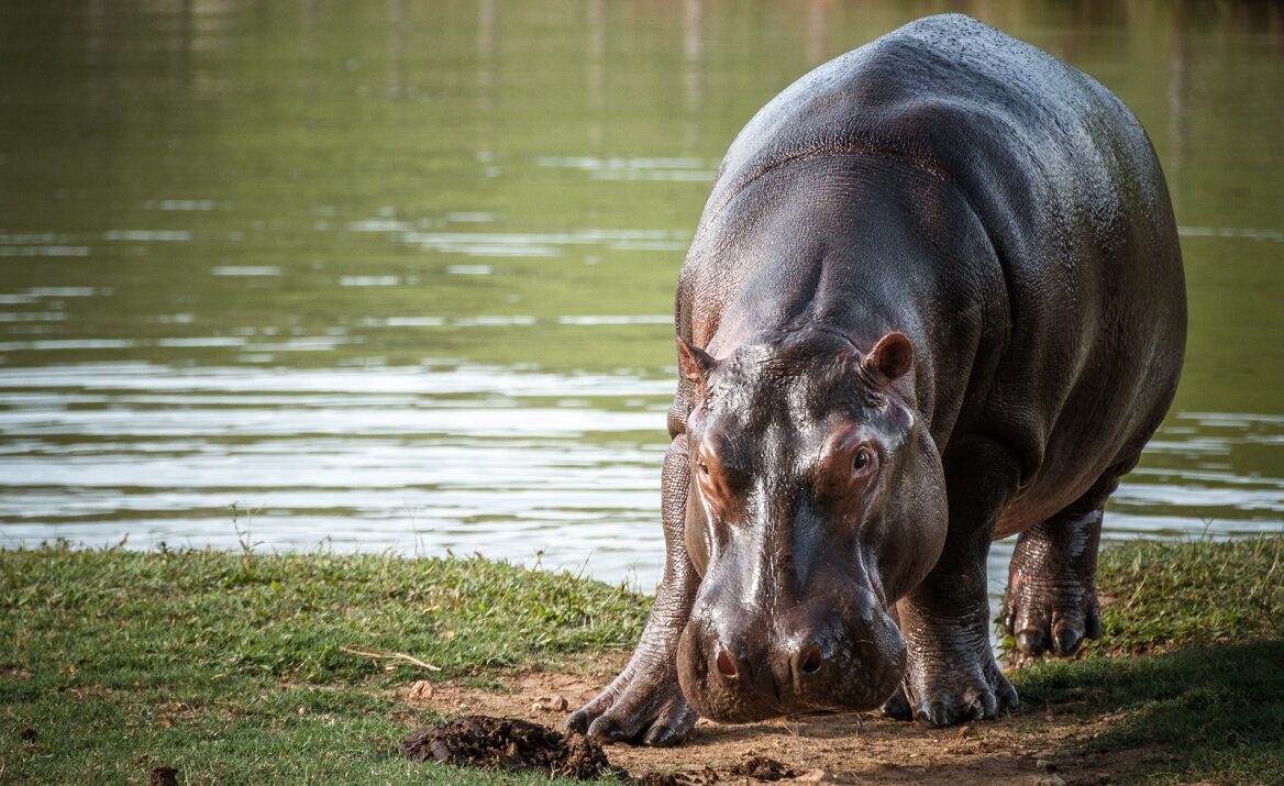 los hipopótamos de Pablo Escobar Ruta Noticias