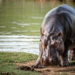 los hipopótamos de Pablo Escobar Ruta Noticias