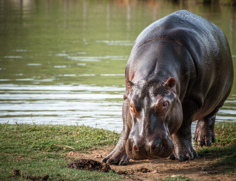 los hipopótamos de Pablo Escobar Ruta Noticias