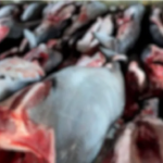 Pesca Ilegald e Tiburón en Colombia Ruta Noticias