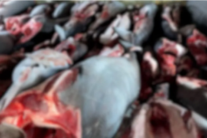 Pesca Ilegald e Tiburón en Colombia Ruta Noticias
