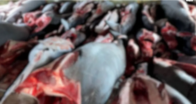 Pesca Ilegald e Tiburón en Colombia Ruta Noticias
