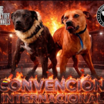 condena por peleas de perros en Cundinamarca Ruta Noticias