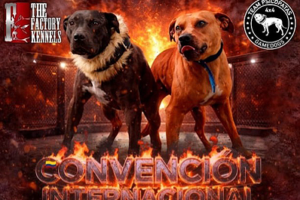 condena por peleas de perros en Cundinamarca Ruta Noticias