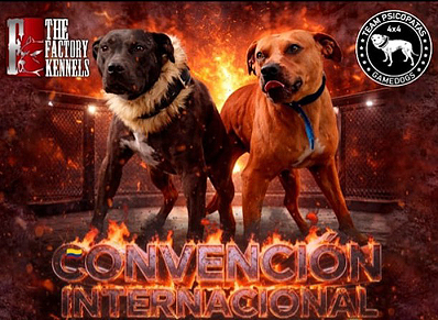 condena por peleas de perros en Cundinamarca Ruta Noticias