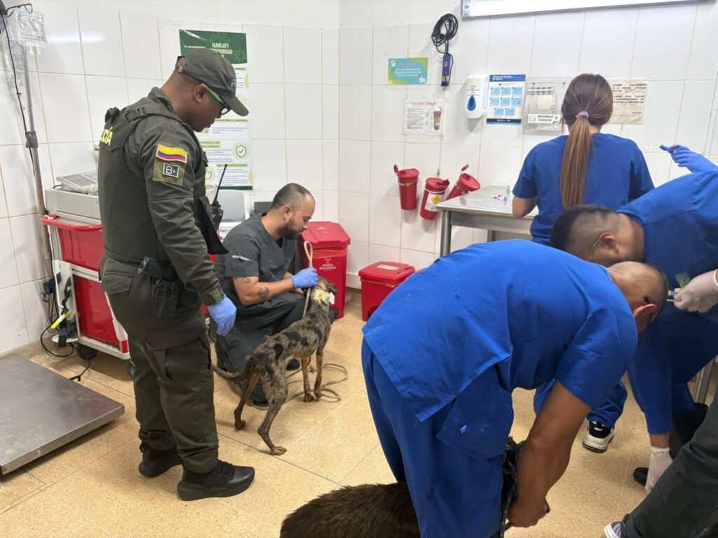 perros rescatados Ruta Noticias