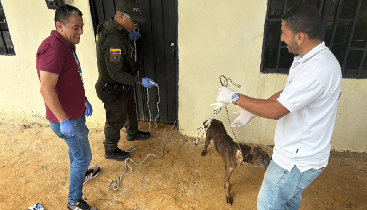 perros rescatados Ruta Noticias