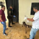 perros rescatados Ruta Noticias