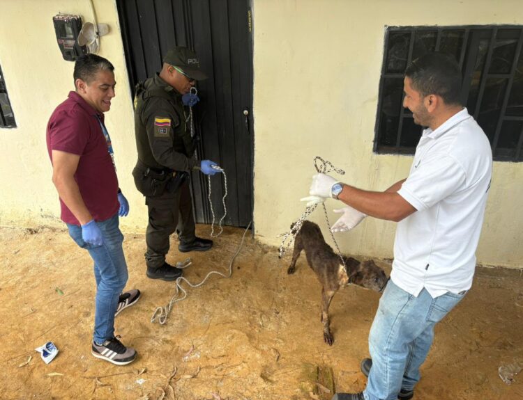 perros rescatados Ruta Noticias