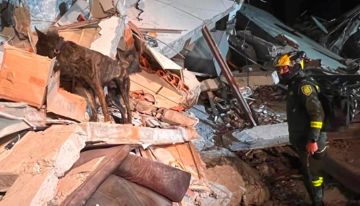 Terremoto en Colombia Perros rescate Ruta Noticias