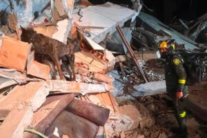 Terremoto en Colombia Perros rescate Ruta Noticias