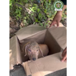 Comando de Yolombó rescate de perro Ruta Noticias