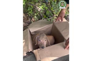 Comando de Yolombó rescate de perro Ruta Noticias