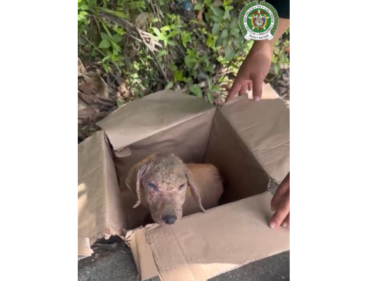 Comando de Yolombó rescate de perro Ruta Noticias