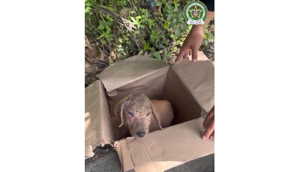 Comando de Yolombó rescate de perro Ruta Noticias